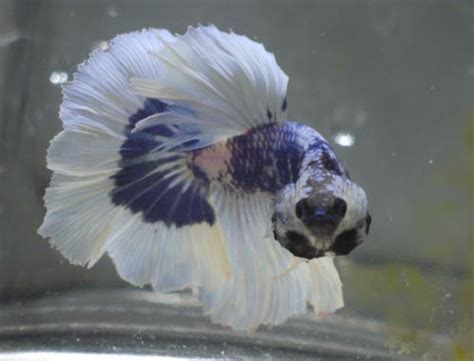 bettas for sale online|Available Stock – Prism Bettas.